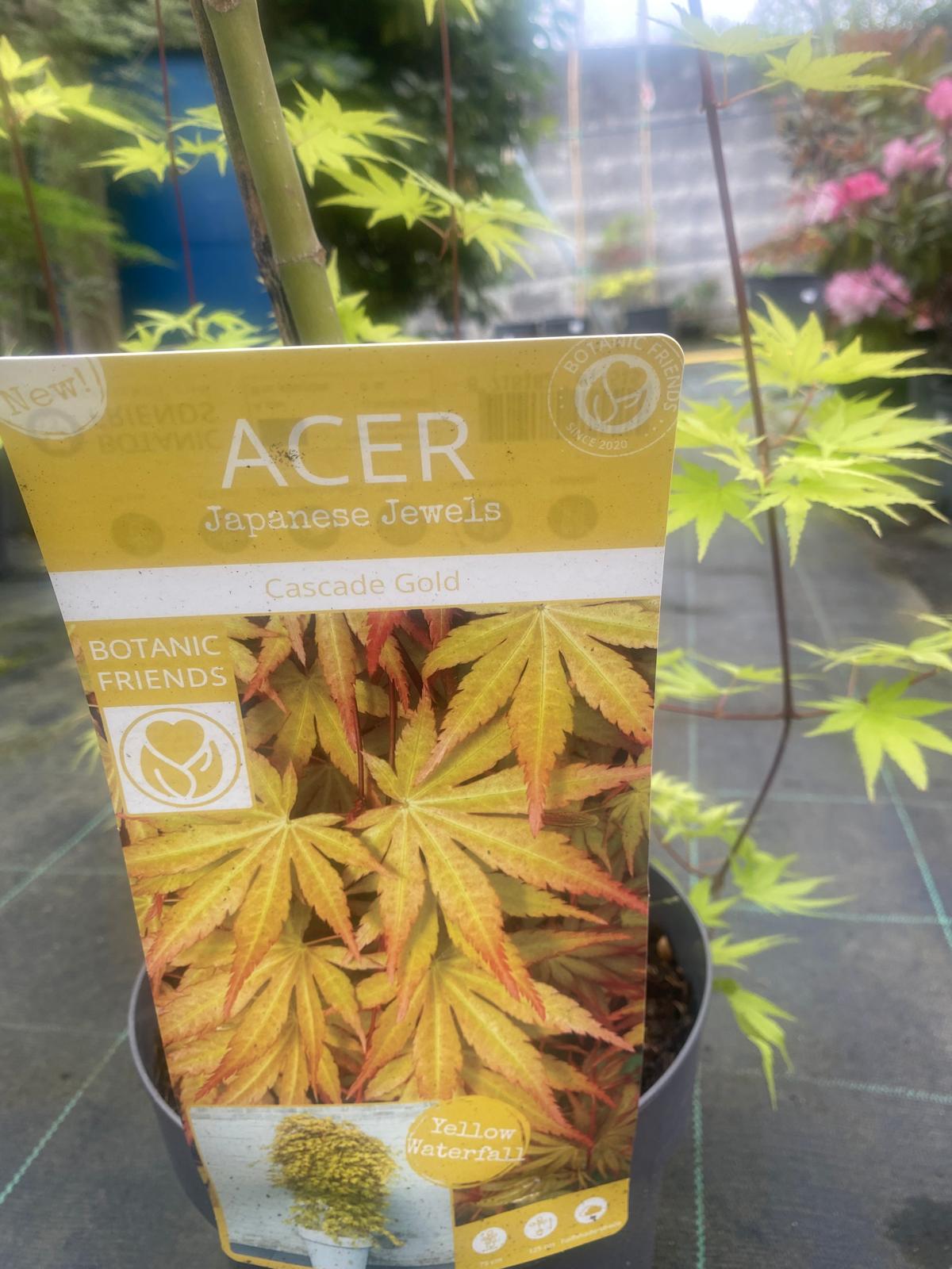 Acer Palmatum 'Cascade Gold'