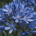 Agapanthus Azul — Flores