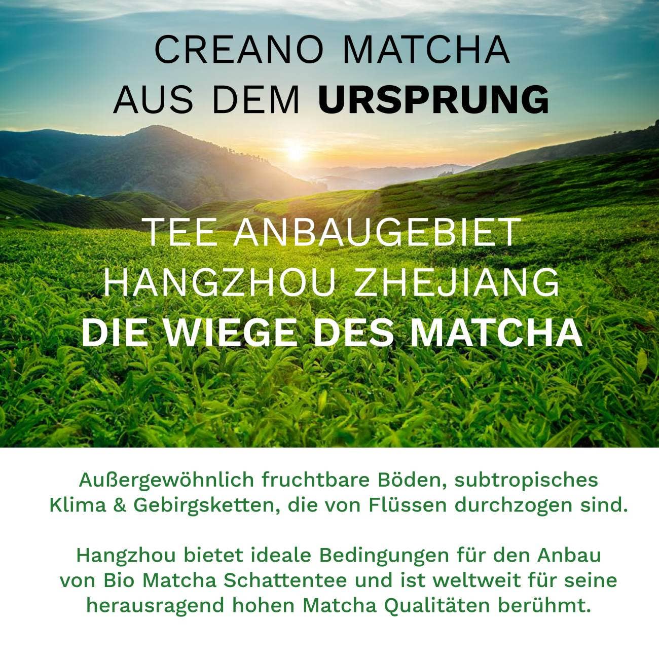 Té Matcha Orgánico Creano 100g – Calidad Premium