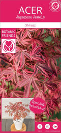 ACER PALMATUM V.19