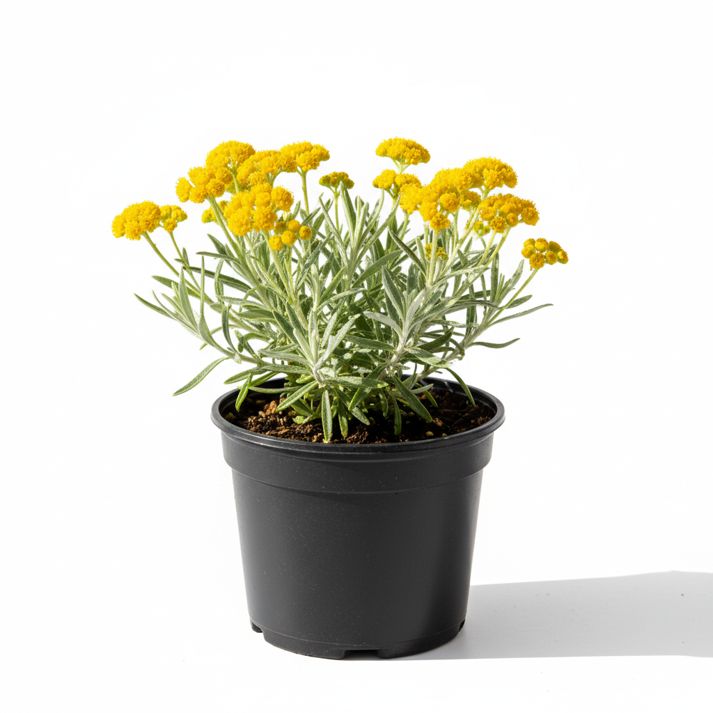 Erva do Caril (Helichrysum italicum) em vaso de plástico