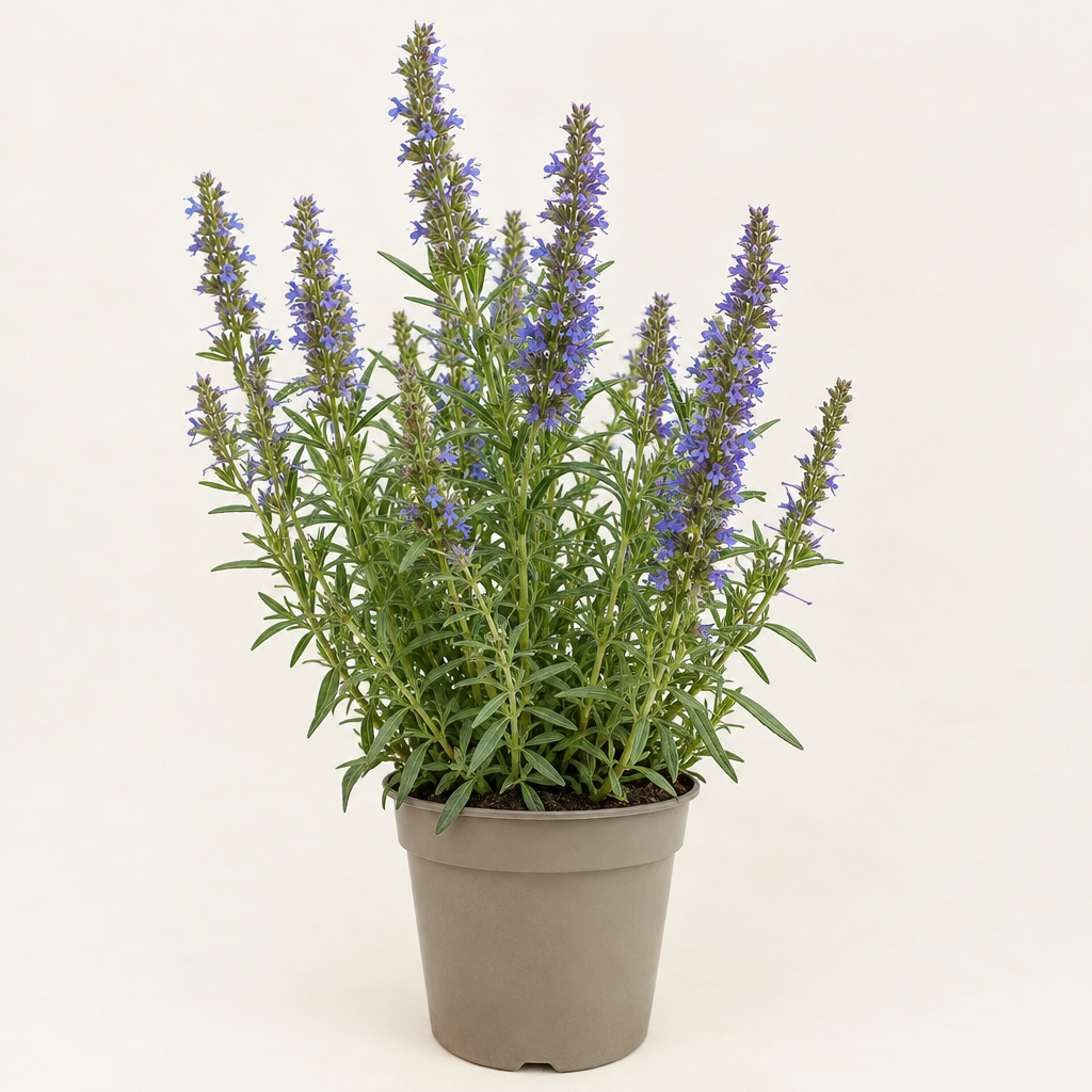 Imagem ilustrativa de uma planta de hissopo com flores em vaso