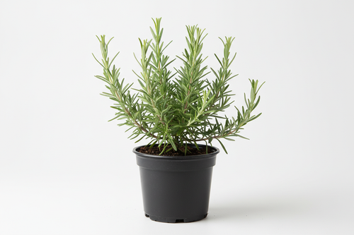 Alecrim (Rosmarinus officinalis) em vaso