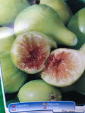 Packaged Fig Trees