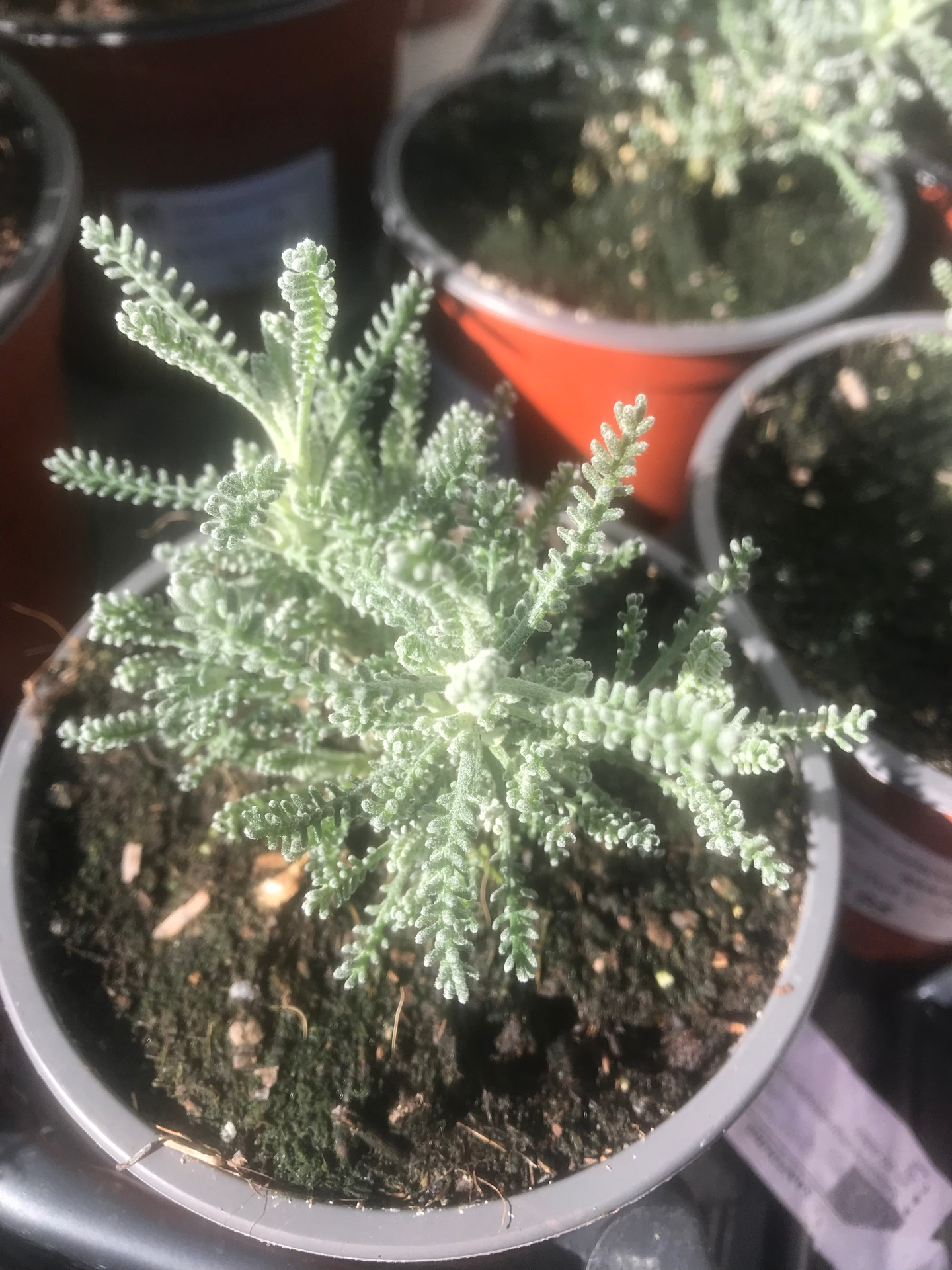 Grey Santolina (Santolina Chamaecyparissus) V.10,5