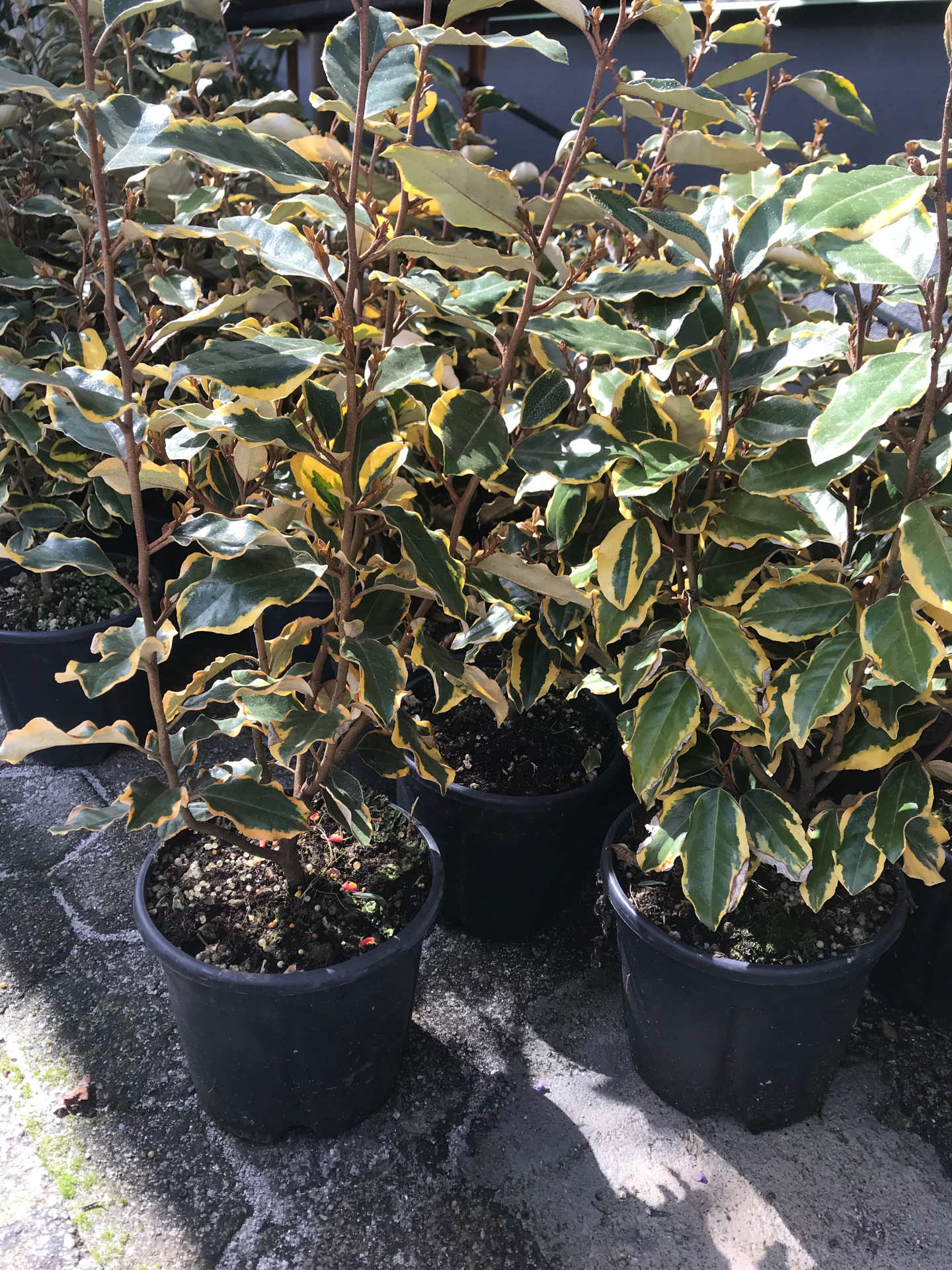 Elaegnus Ebbingei V.18