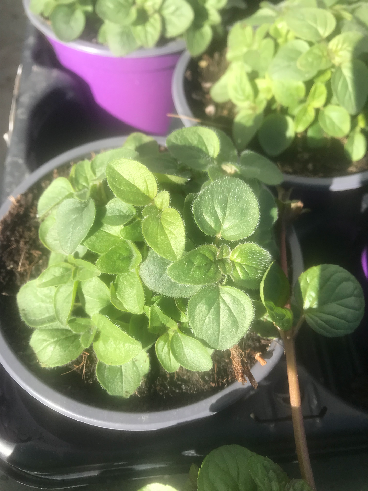 Oregão V. 10,5 (Origanum Vulgare)