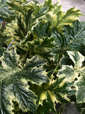 Acanthus Mollis Variegata V.19