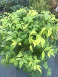 Nandina FirePower