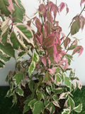 Acer Pink Flamingo