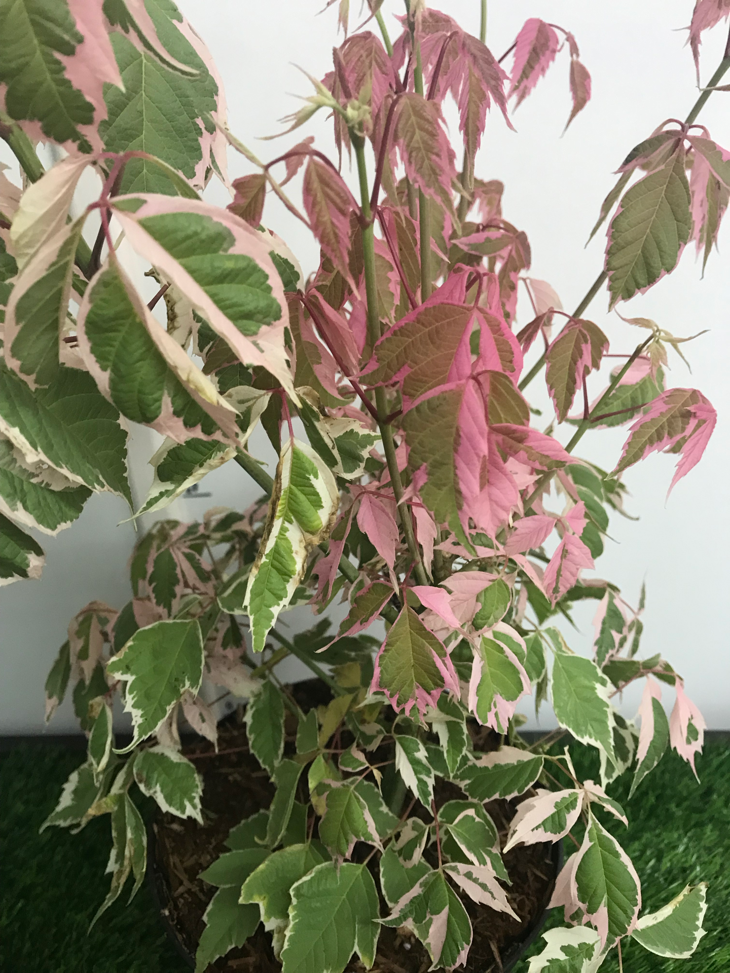 Acer Pink Flamingo
