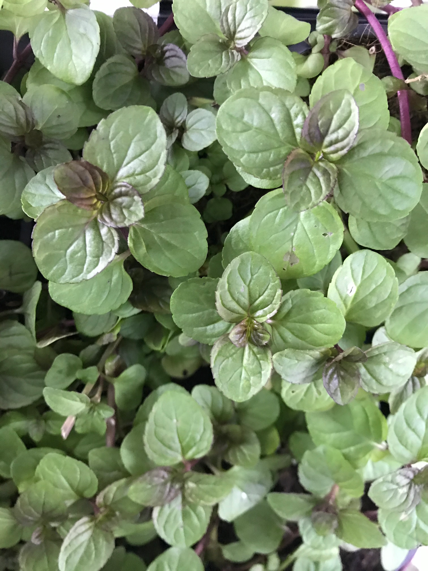 Hortelã Laranja V.10 (Mentha Citrata)