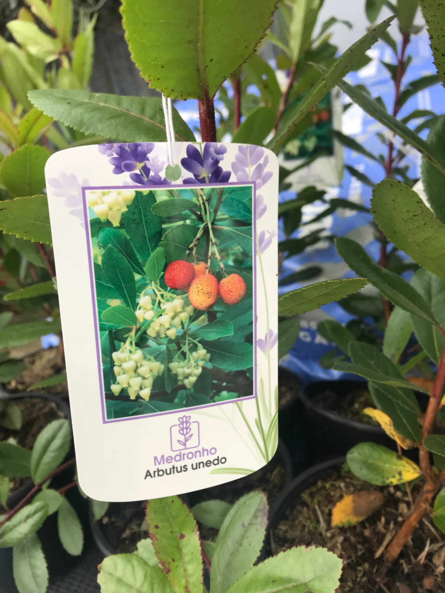 Arbutus Unedo (Medronheiro) V.3L