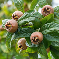 Mespilus Germanica (Medlar) V. 3L