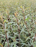 Salix Purpurea Nana V.3L