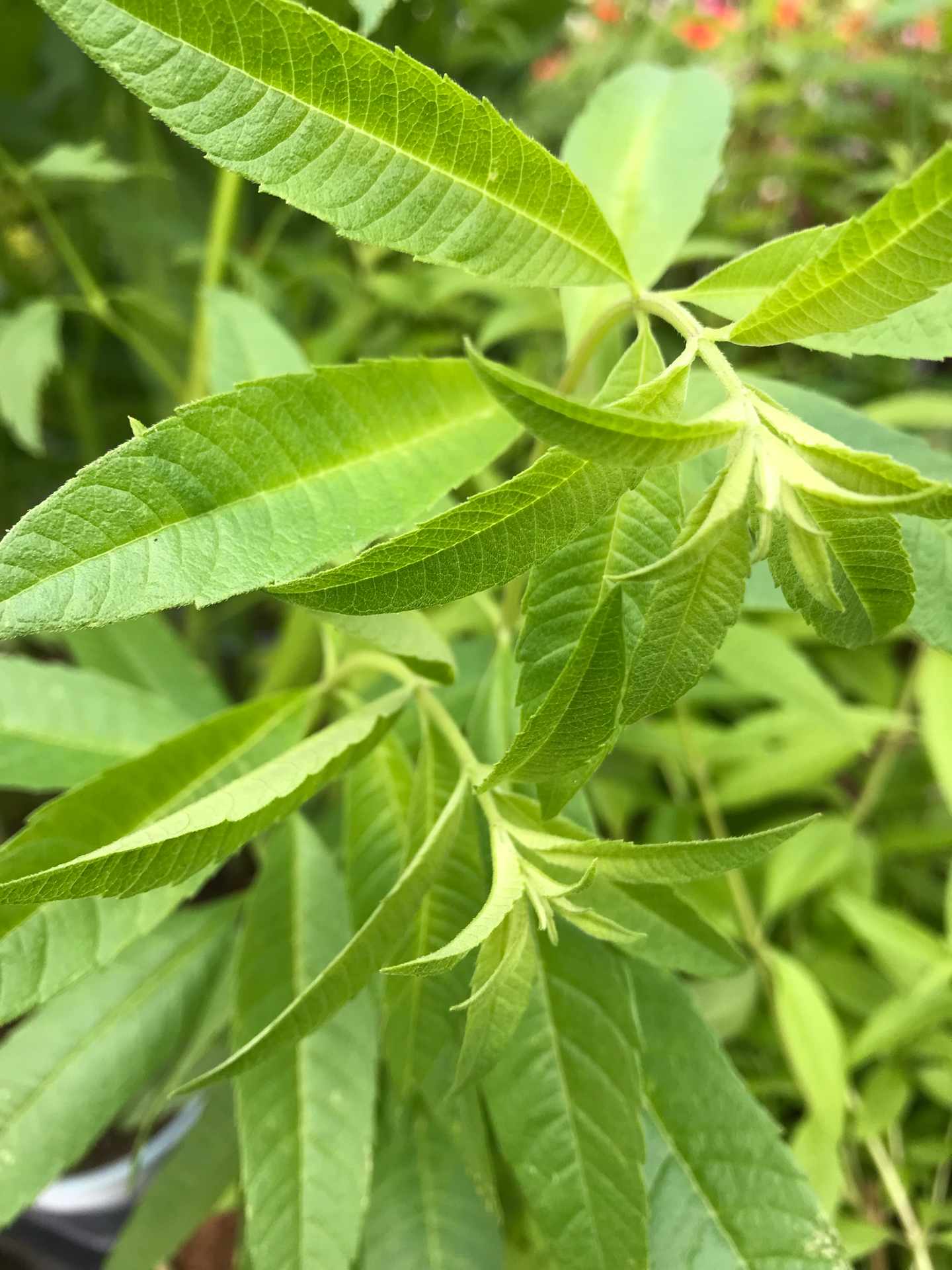 Lucia-lima V. 12 (Aloysia Citrodora)