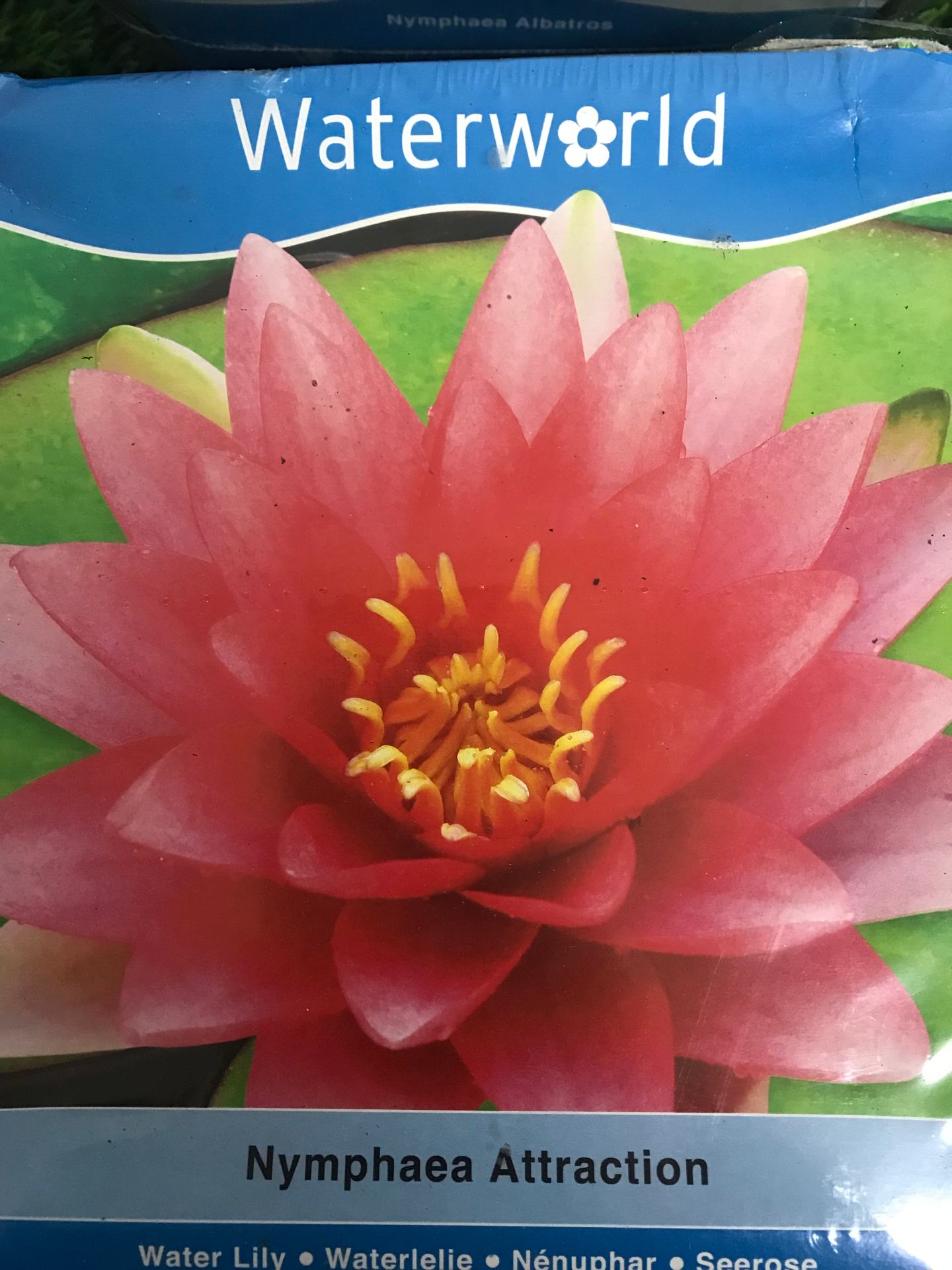 Water lily (Nymphaea) V. 19