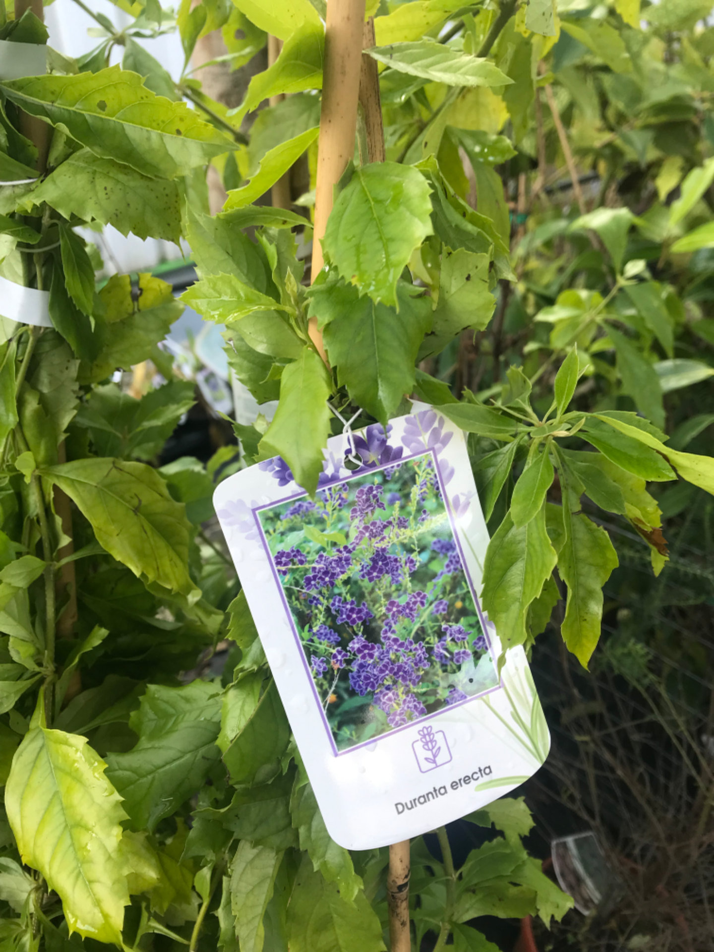 Duranta Erecta V. 2L