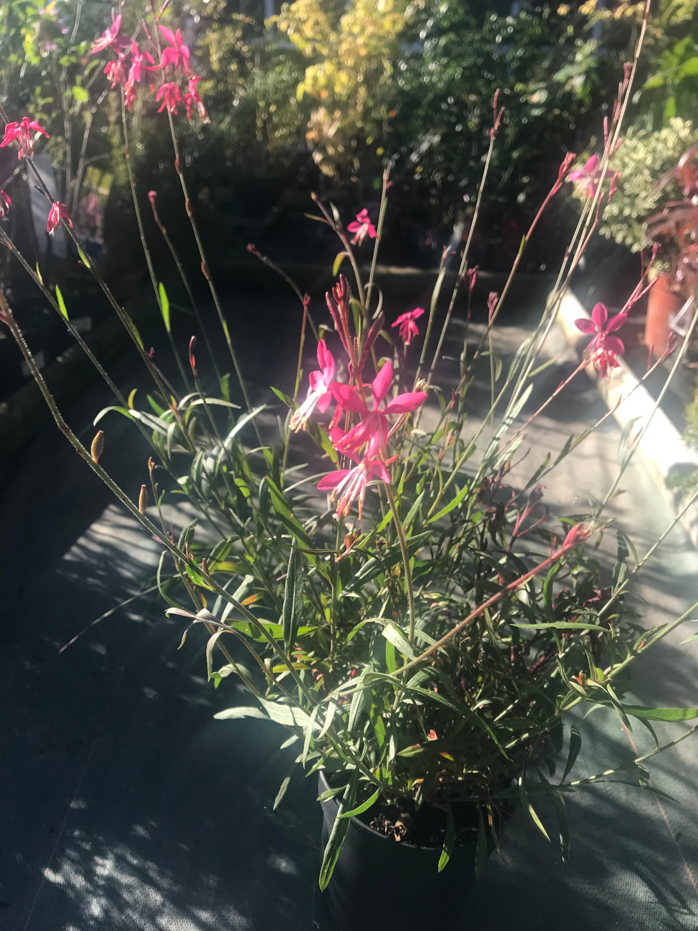 Gaura Lindheimeri V. 1,3L