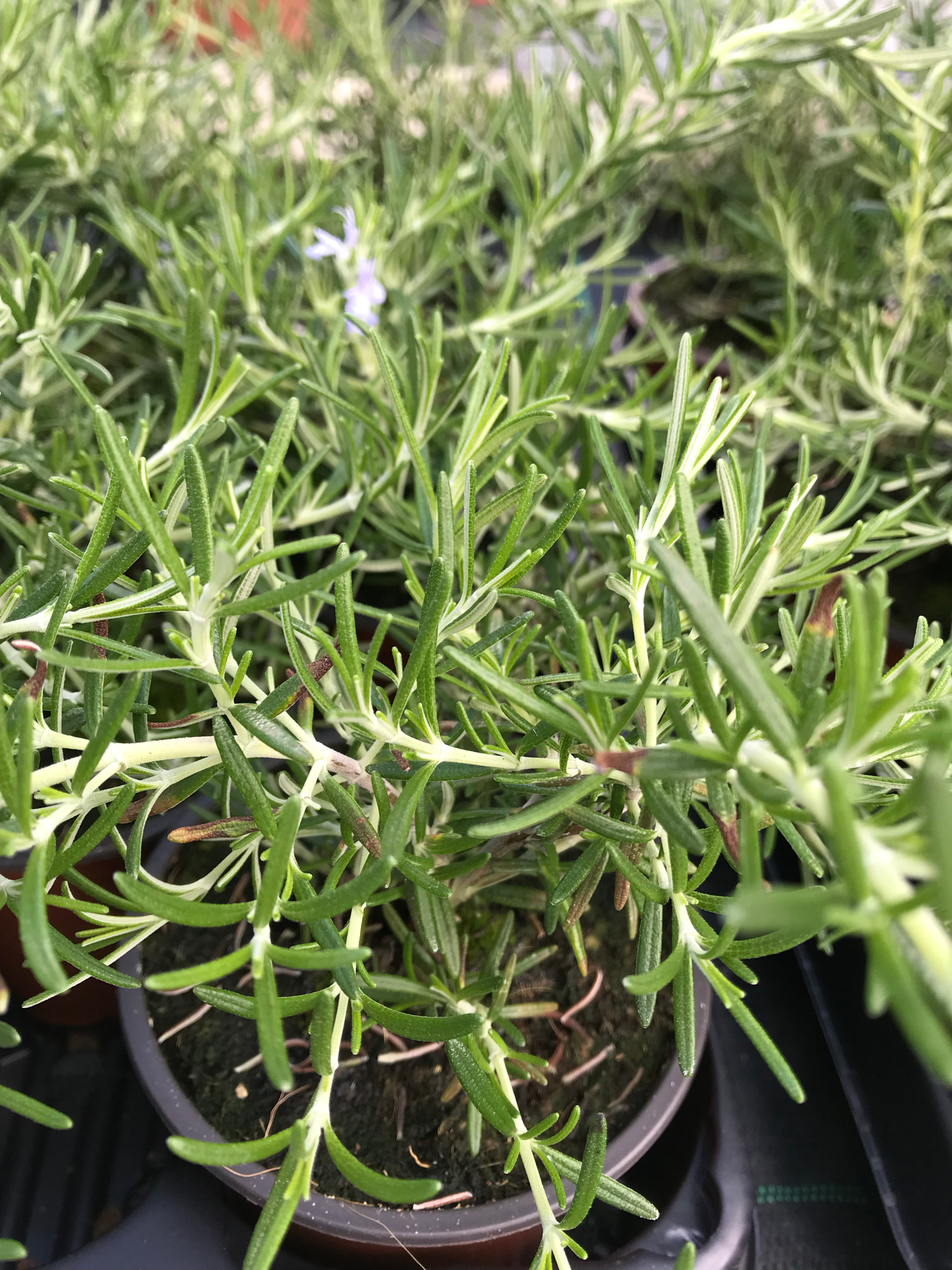 Alecrim de cair (Rosmanirus Prostratus) V.10,5