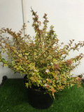 Abelia Kaleidoscope V. 5L