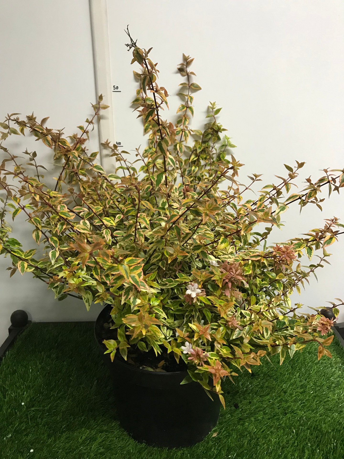 Abelia Kaleidoscope V. 5L