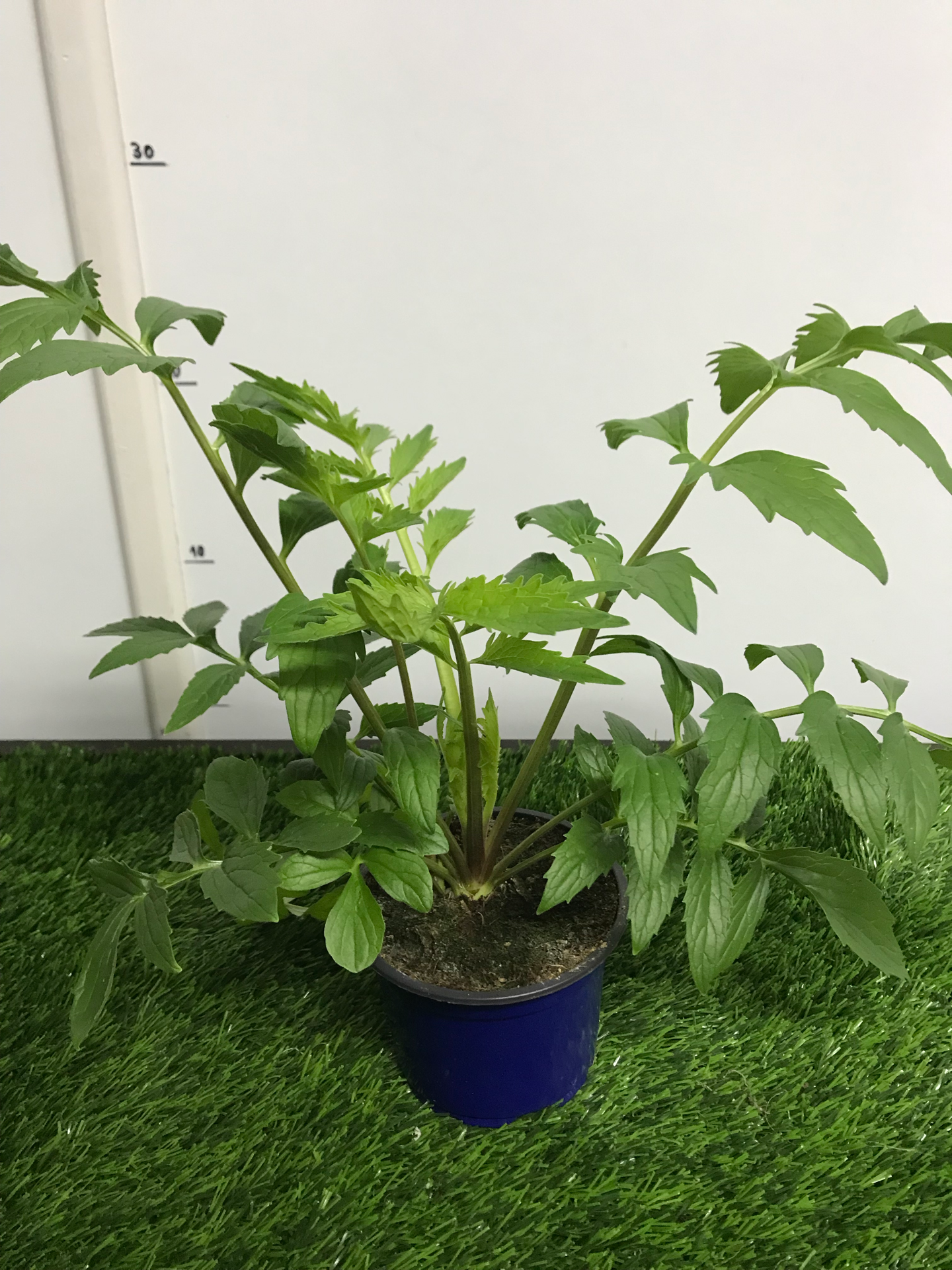 Valeriana Officinalis V. 10