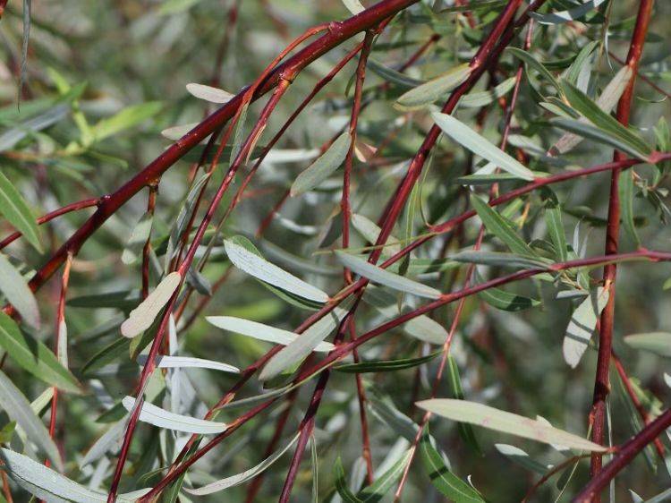Salix Purpurea Pendula 40-60CM