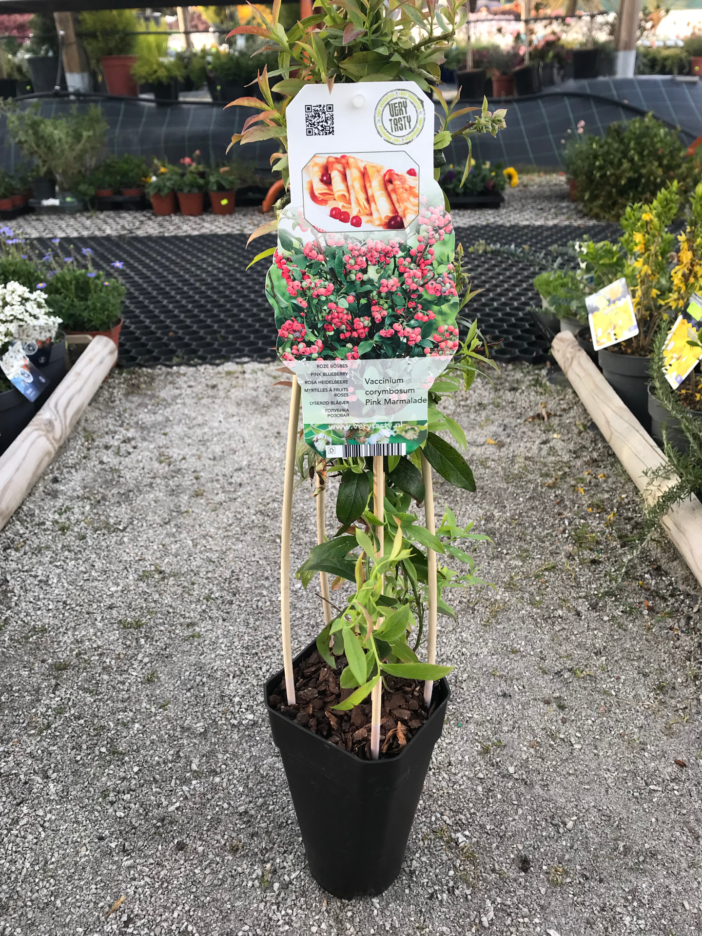 Mirtilo Rosa V. 12 (Vaccinium Pink Lemonade)