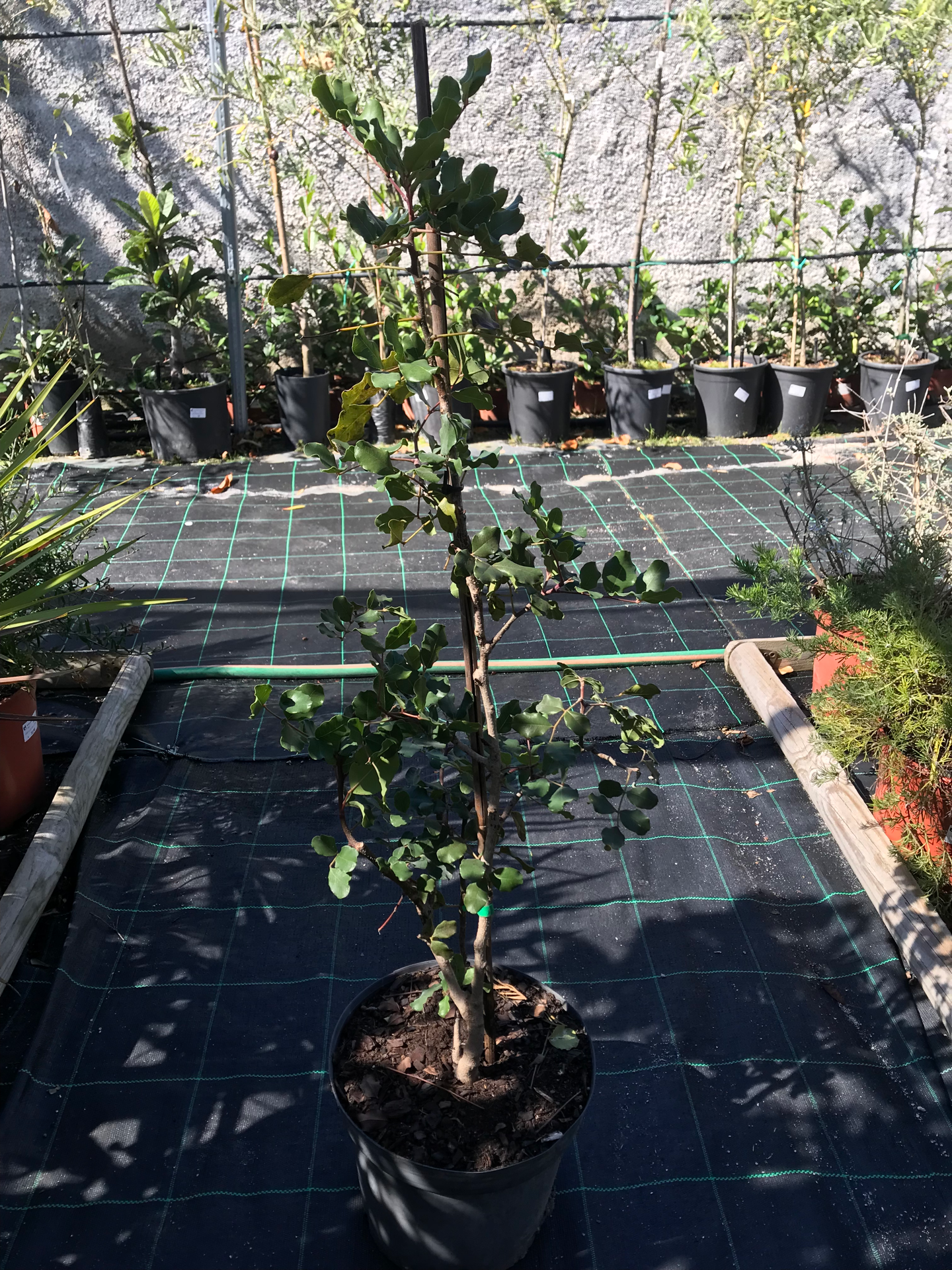 Ceratonia Siliqua - Alfarrobeira V. 7,5L