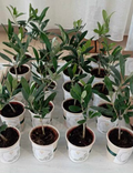 Mini Olive Trees V. 5 (made to order)