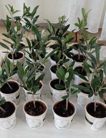 Mini Olive Trees V. 5 (made to order)