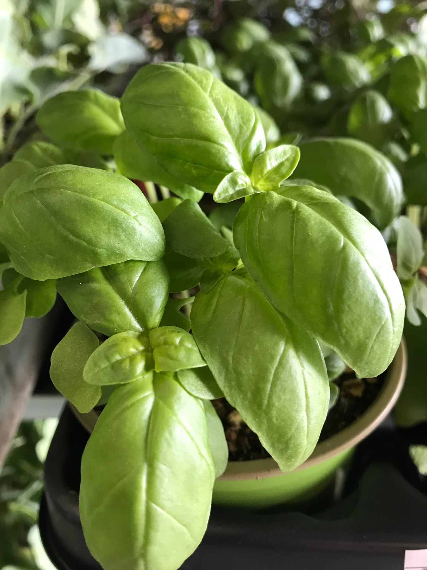 Manjericão Verde V. 10,5 (Ociumum Basilicum)