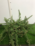 Grevillea Tamboritha V.2L