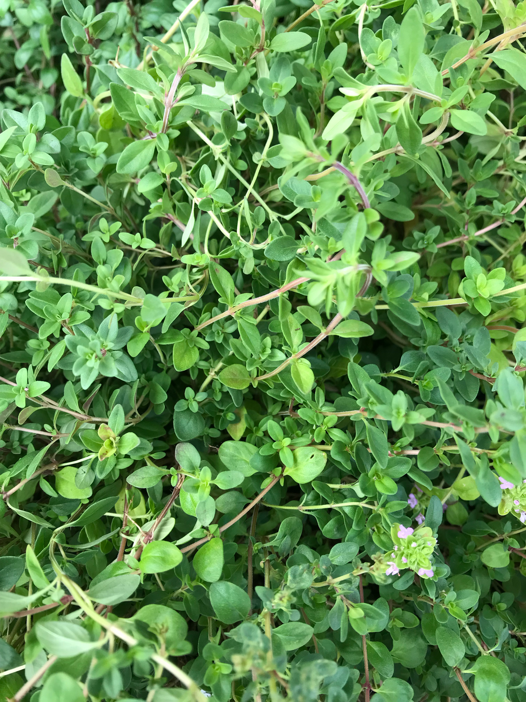 Tomillo silvestre V. 10.5 (Thymus serpyllum)