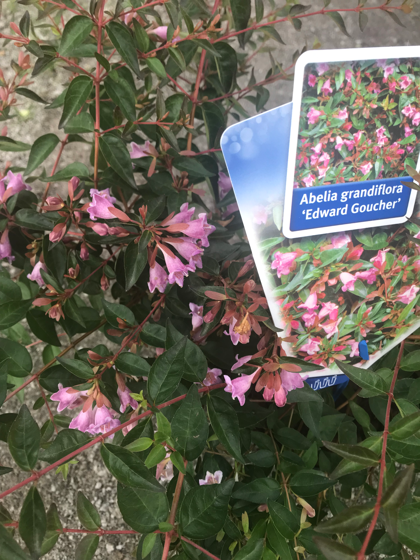 Abelia Grandiflora Edward Goucher V. 17