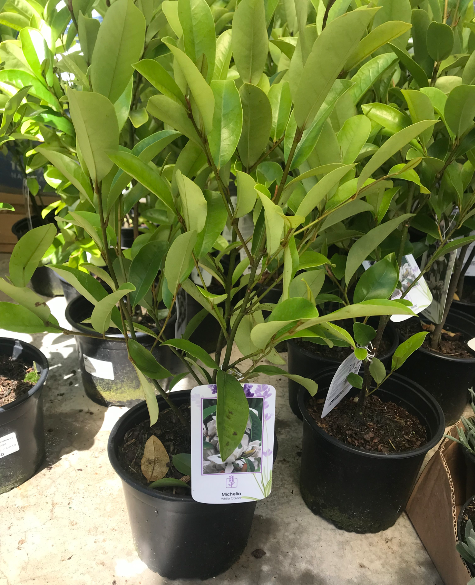 Michelia White Caviar V.2L