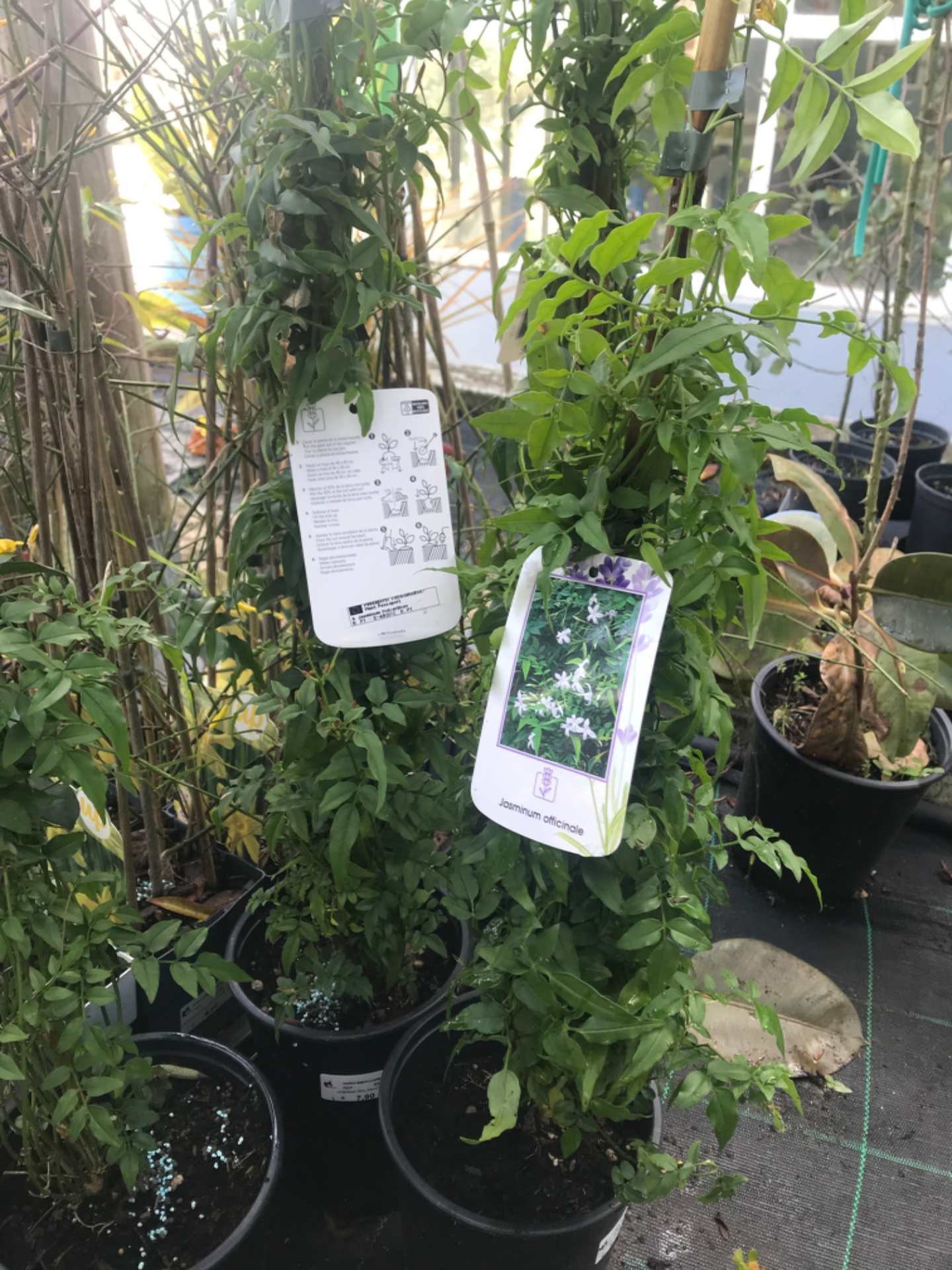 Jasmin Polyanthum V.2L