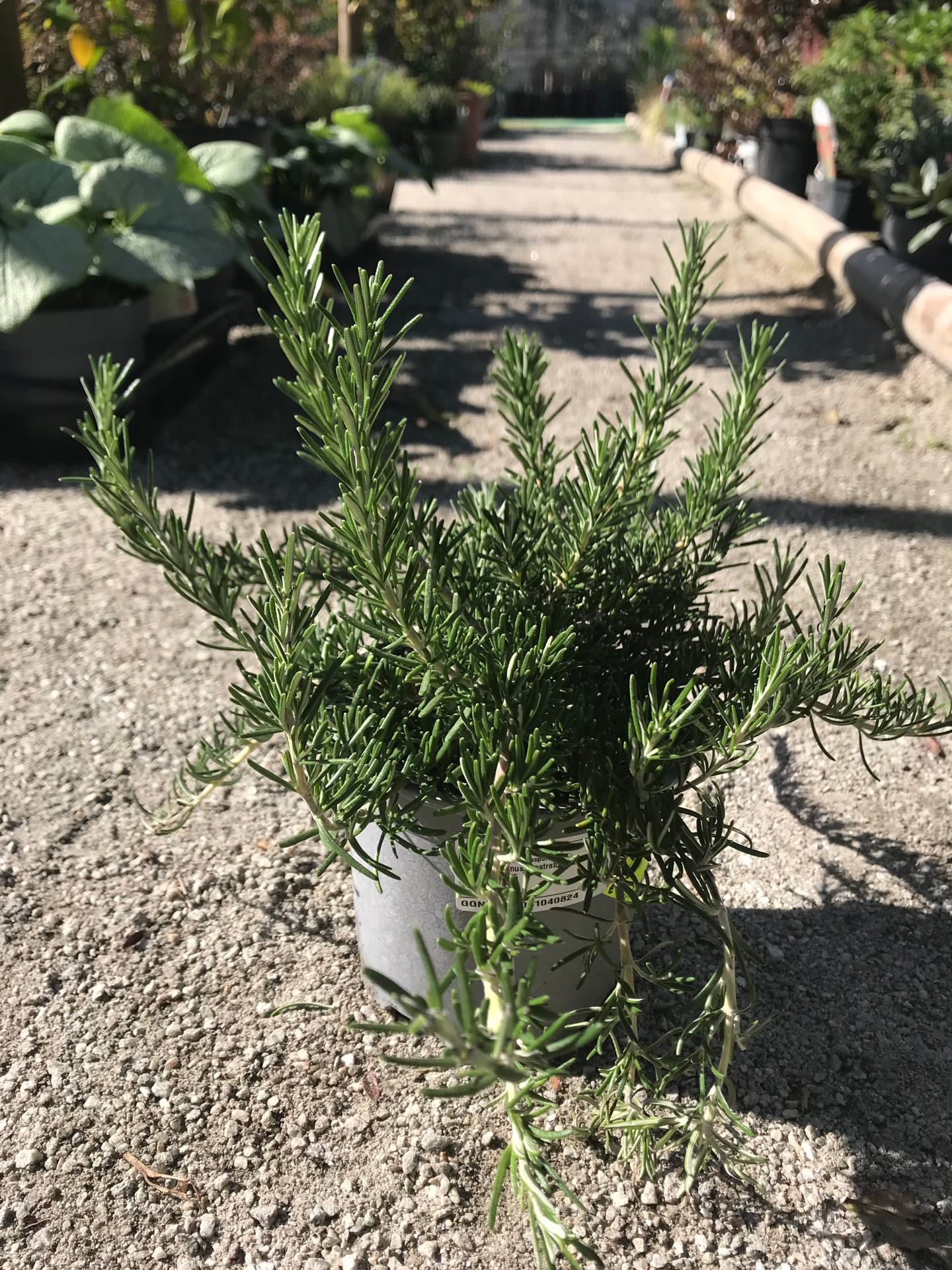 Alecrim Rastejante (Rosmanirus Prostratus) V. 14