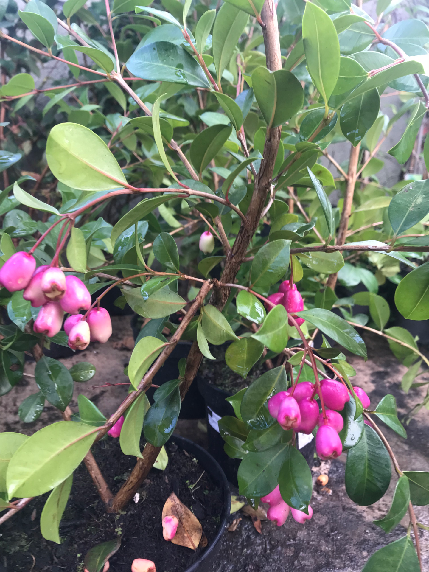Eugenia Myrtifolia Etna Fire V.2L