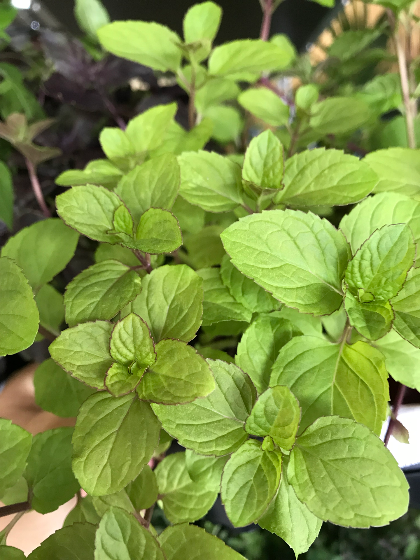 Hortelã-chocolate V. 10,5 (Mentha x Piperita chocolate)