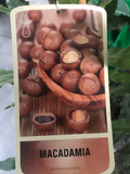 Macadamia Árvore
