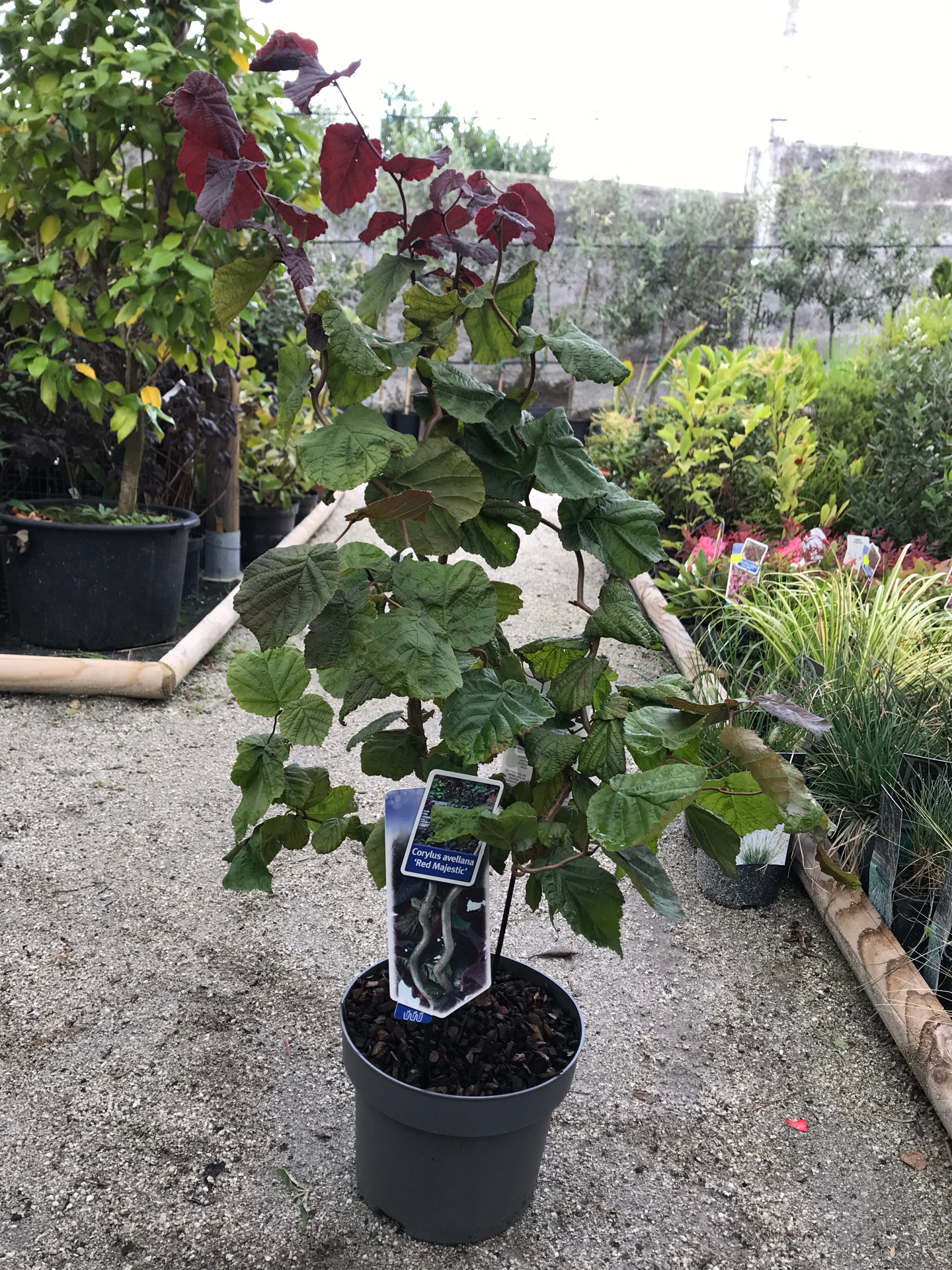 Corylus Avellana Red Majestic (Aveleira Contorta) V. 23