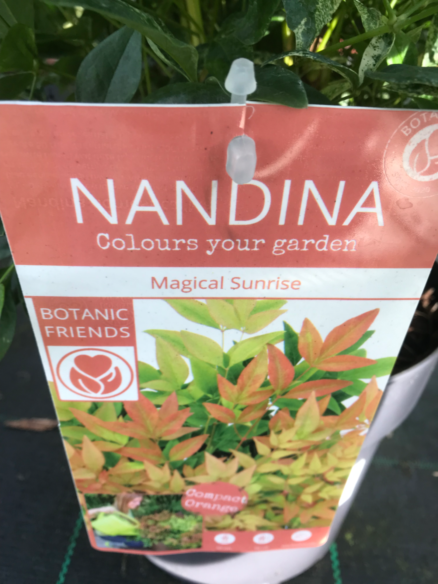 Nandina Domestica Magical Sunrise V. 19