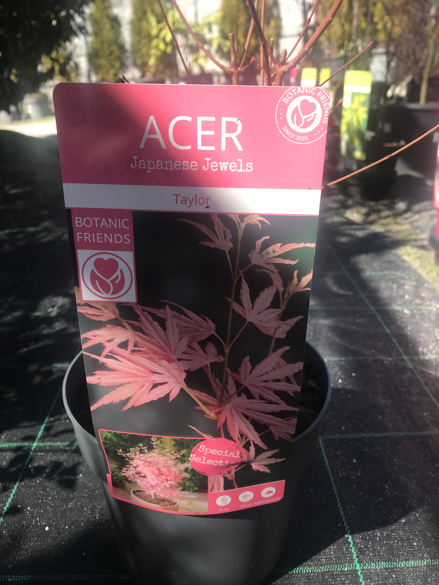 Acer Palm. Taylor V. 19