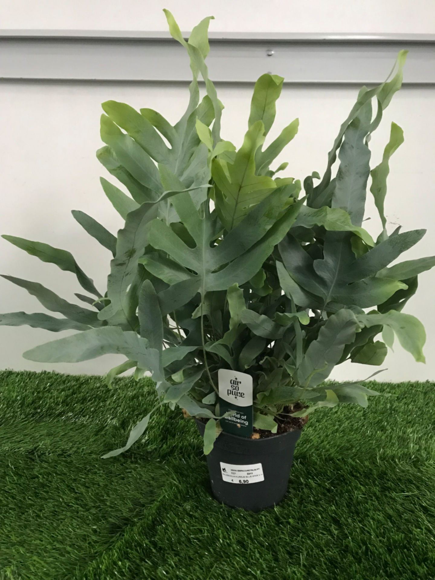 Phlebodium Aureum Blue Star V. 14