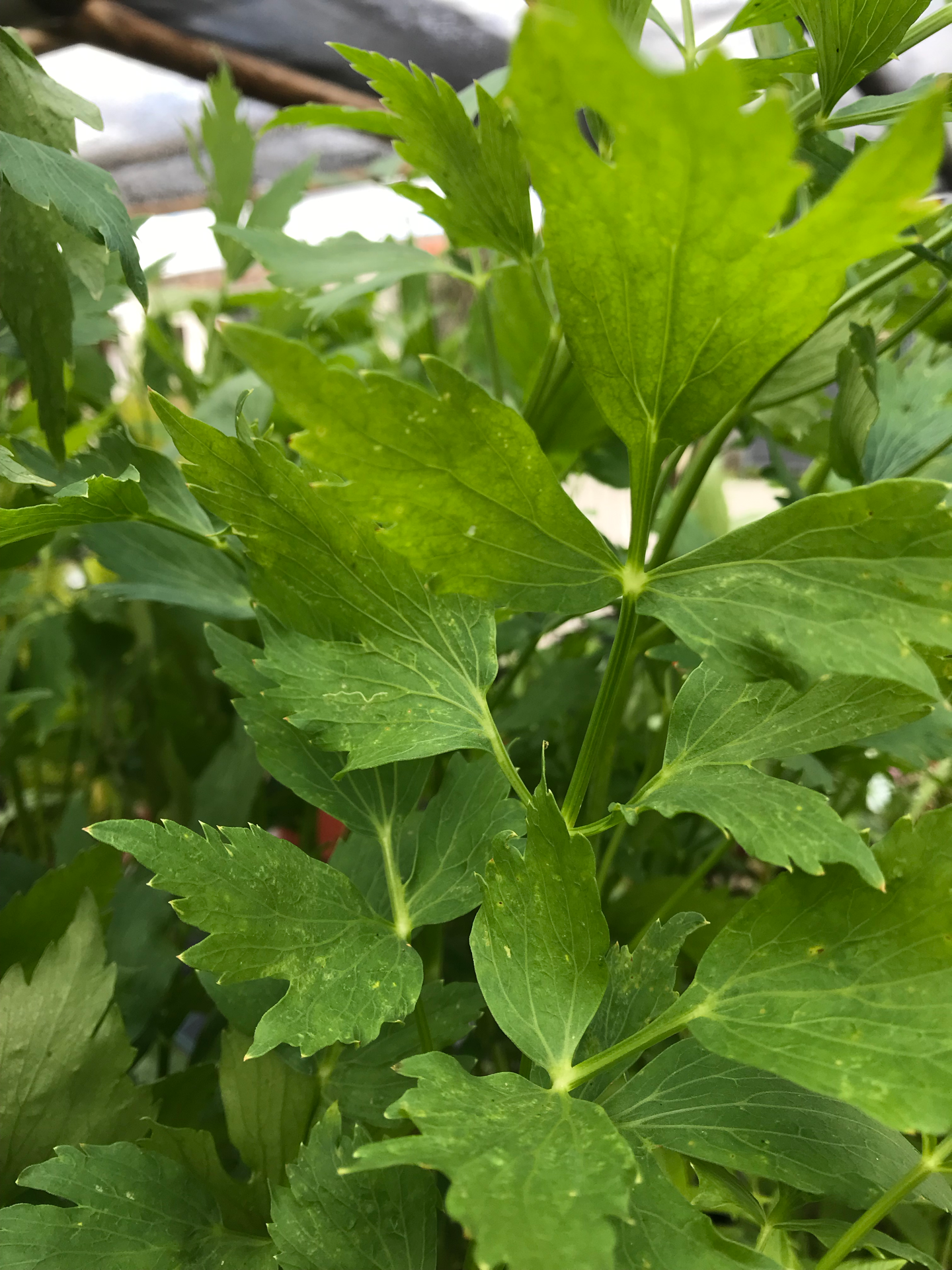 Levistico V. 10,5 (Levisticum Officinale) Planta KNORR