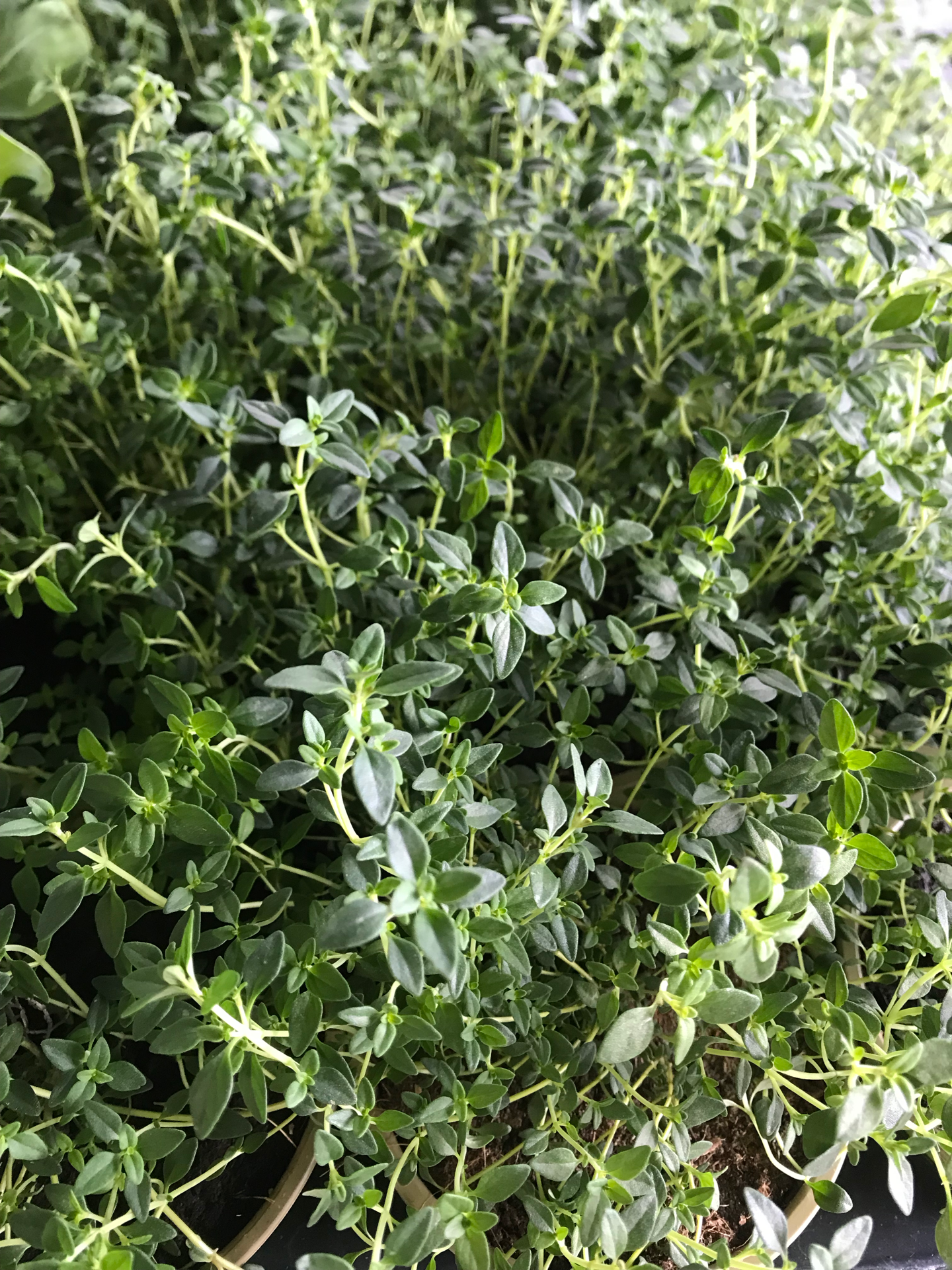 Tomilho limão V. 10,5 (Thymus Citriodorus)